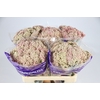 Ozothamnus Cooks Pink