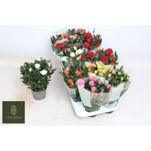 RO KORDANA GEM 5 SRT