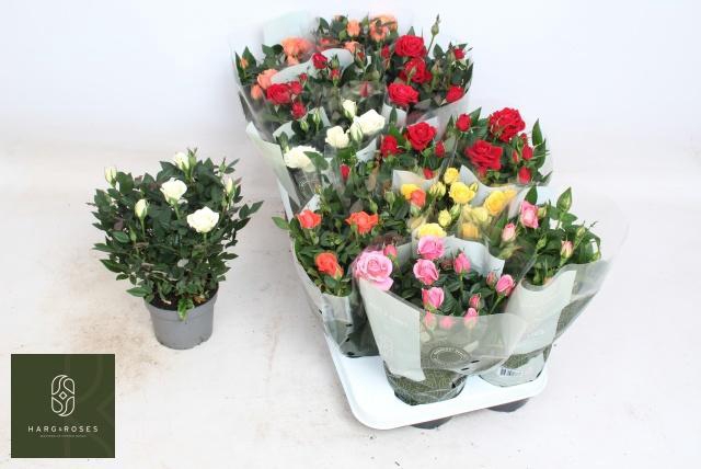 <h4>RO KORDANA GEM 5 SRT</h4>