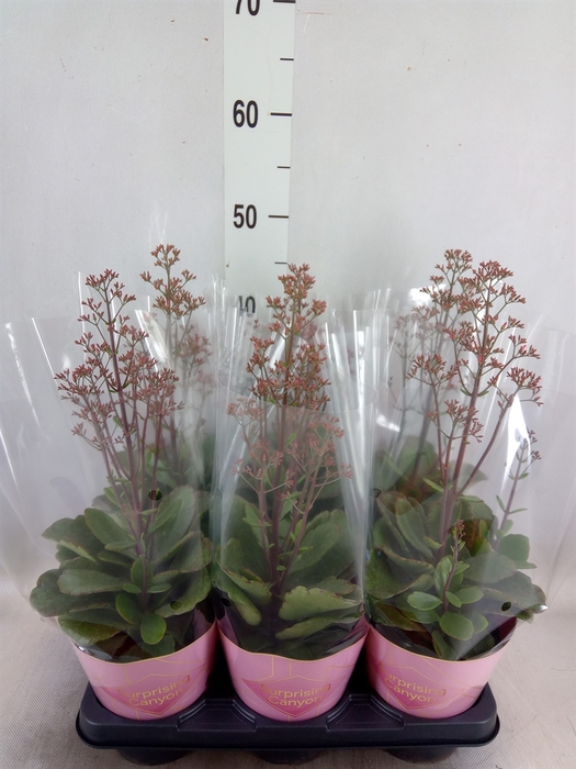 <h4>Kalanchoe  'WildFlow Surp Canyon'</h4>