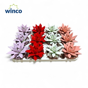 Echeveria Paint Love Mix