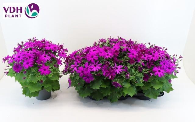 <h4>PERI C SEN MAG</h4>