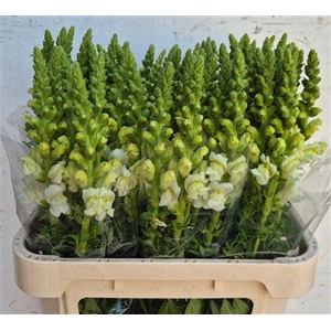 Antirrhinum Poto White