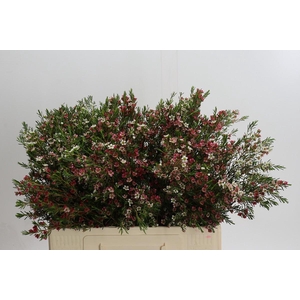 Chamelaucium My Sweet 16