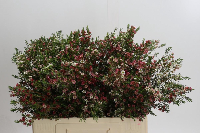 <h4>Chamelaucium My Sweet 16</h4>