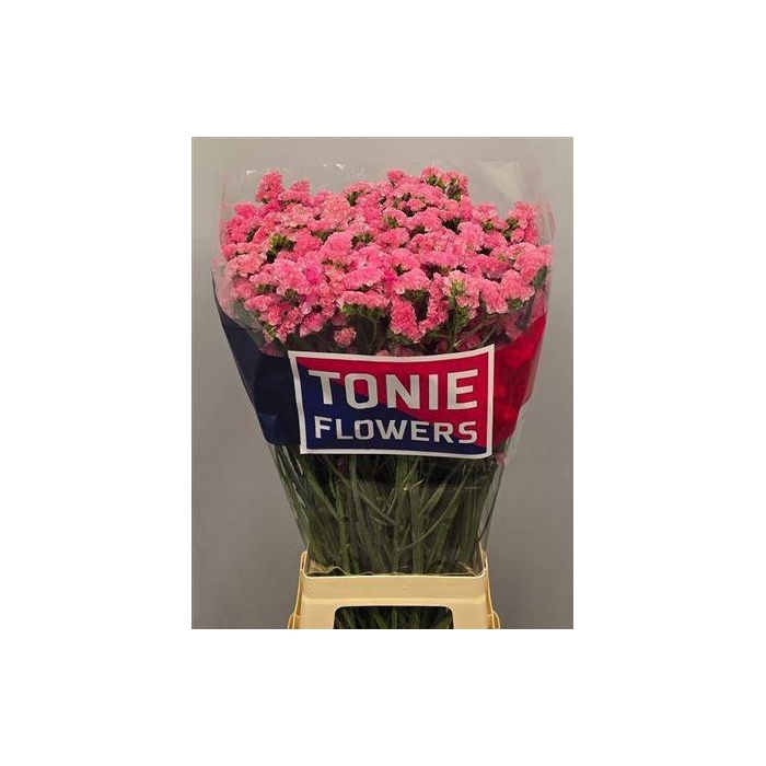 <h4>Lim S Amazon Birds</h4>