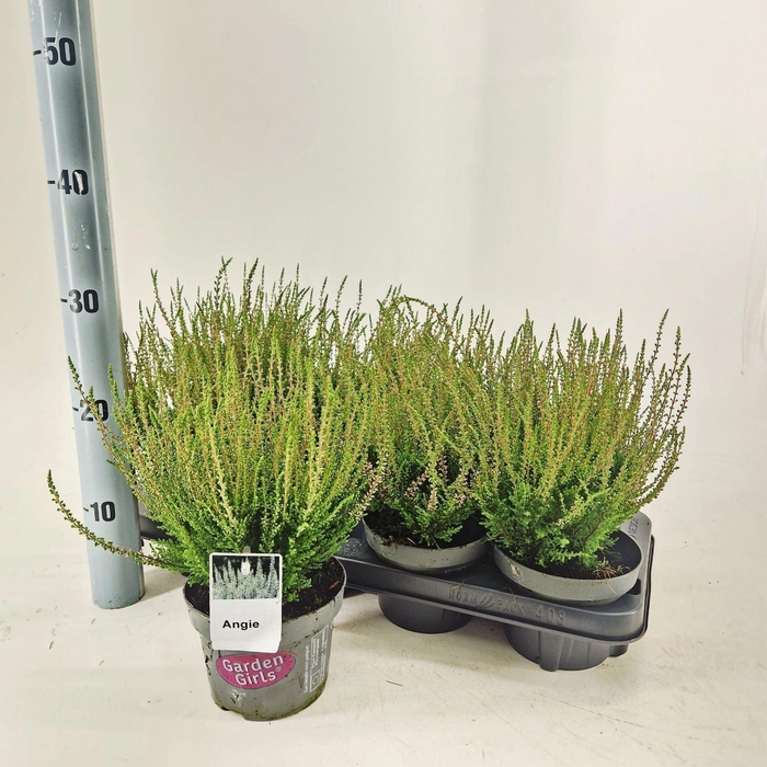 <h4>Calluna Garden Girls Angie</h4>
