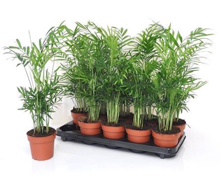 <h4>Chamaedorea elegans</h4>