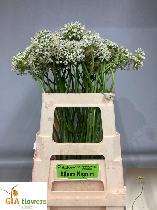 <h4>ALLIUM NIGRUM</h4>