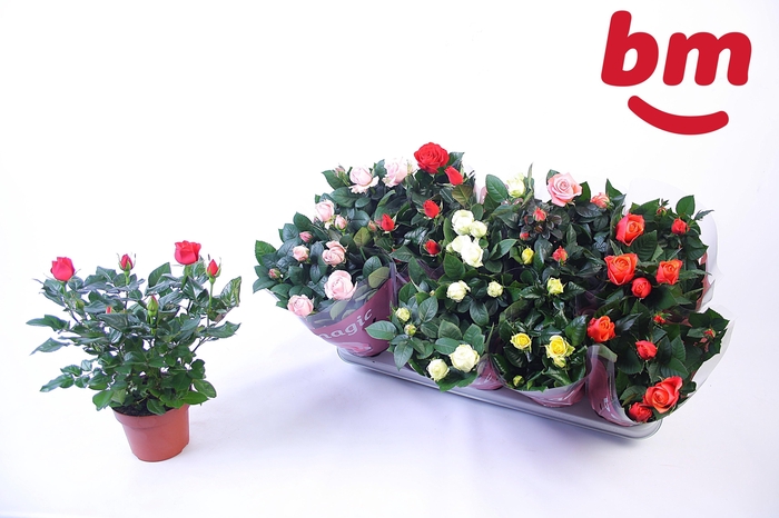 <h4>RO B MONDE GEM</h4>