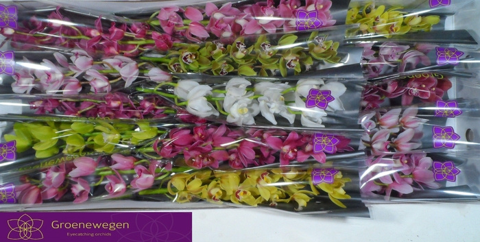 <h4>CYMB MI GEM</h4>