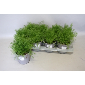 Kruiden I Matricaria Chamomilla (Kamille)