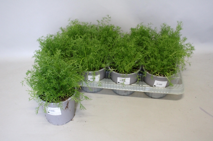 <h4>Kruiden I Matricaria Chamomilla (Kamille)</h4>