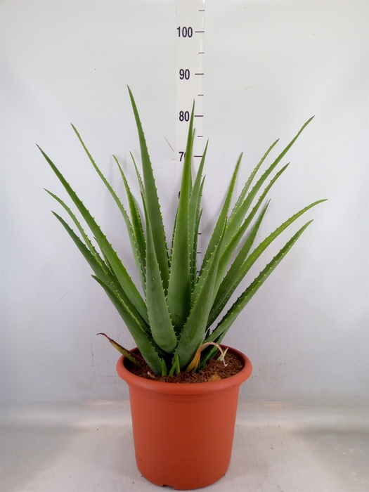 <h4>Aloe vera</h4>