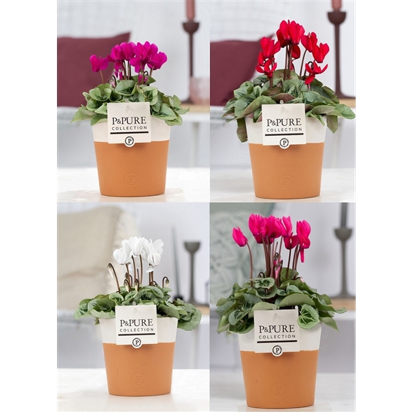 <h4>Cyclamen SS Picasso Mix Terra Cotta PC</h4>