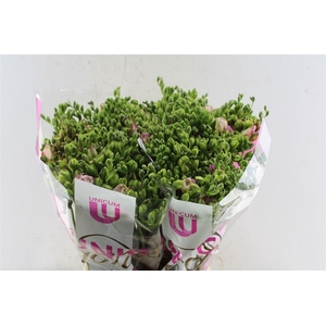 Fr Du Honeymoon Pink