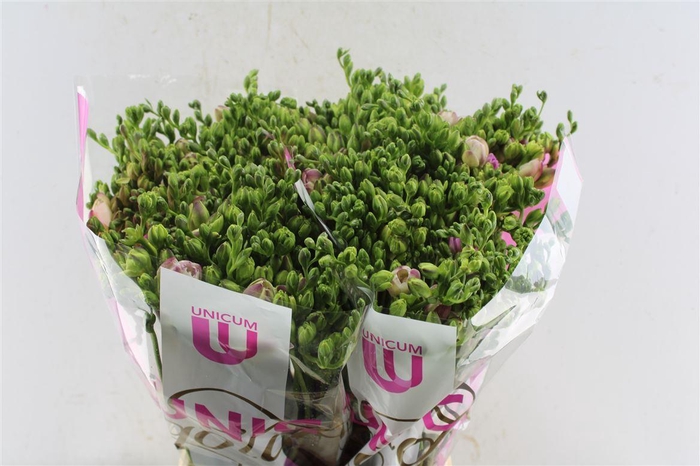 <h4>Fr Du Honeymoon Pink Op Kleur</h4>