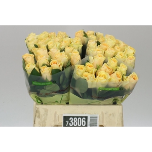 Rosa Gr Peach Tacazzi