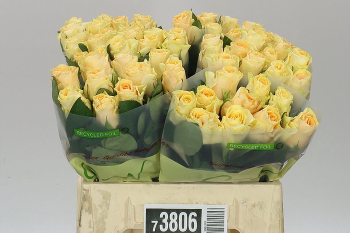 Rosa Gr Peach Tacazzi