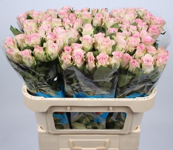 <h4>R GR BISOU@</h4>