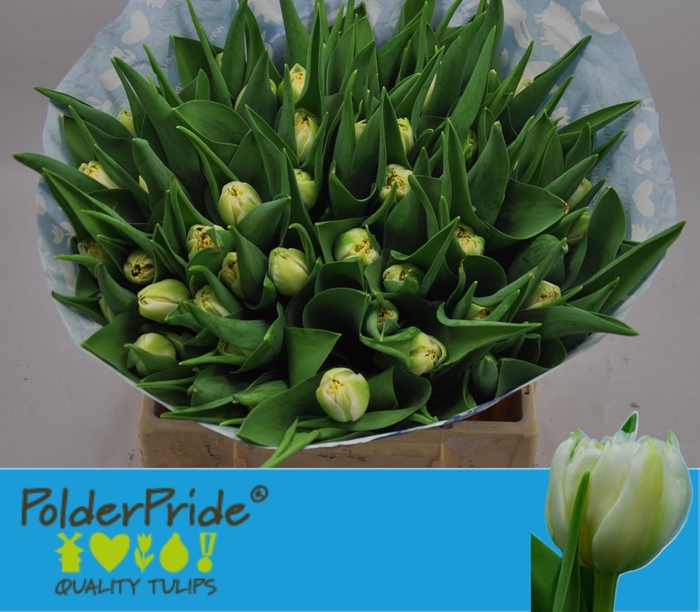 <h4>TU DU ICEBERG</h4>