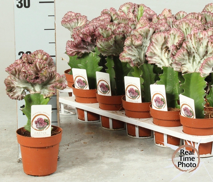 <h4>EUPHOR LAC CRISTATA</h4>