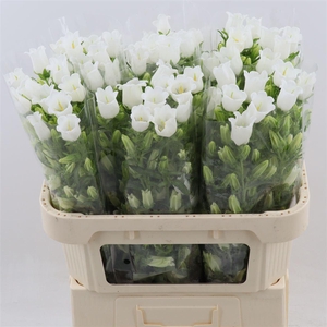 Campanula Champion White