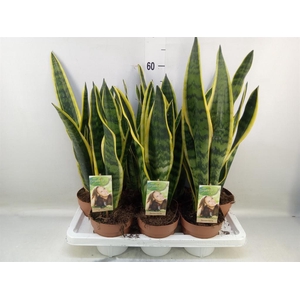 Sansevieria trifa. 'Laurentii'