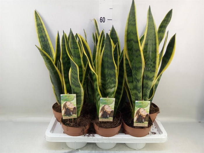 <h4>Sansevieria trifa. 'Laurentii'</h4>
