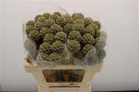 <h4>Scabiosa A Stellat Zd</h4>