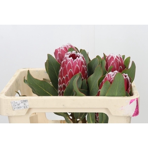 Protea Empress