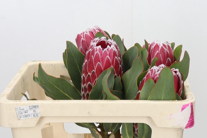 <h4>Protea Empress</h4>