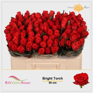 R GR BRIGHT TORCH