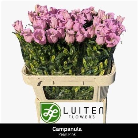 <h4>CAMP M PEARL PINK</h4>