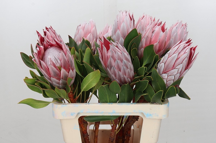 <h4>Protea Cynaroides</h4>