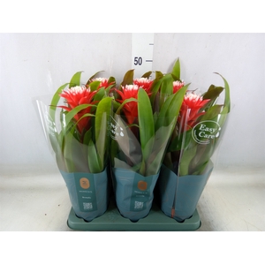 Guzmania  'Hope'