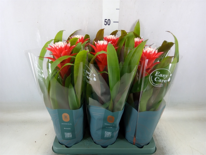 <h4>Guzmania  'Hope'</h4>