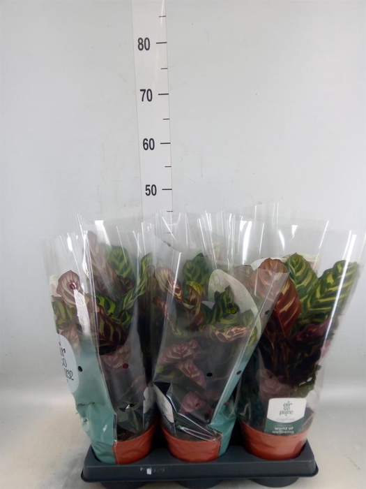 <h4>Calathea makoyana</h4>