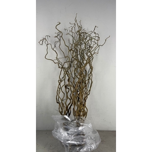 Corylus (1-Jarig)