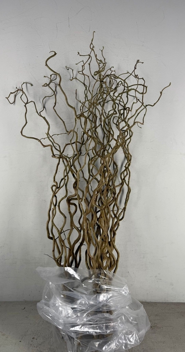 <h4>Corylus (1-Jarig)</h4>