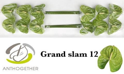 <h4>Anth.Grand Slam x12</h4>