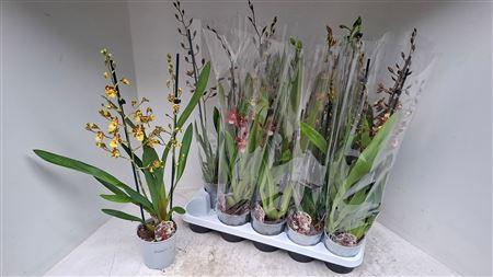 Cambria Grp Gem 2 Branche