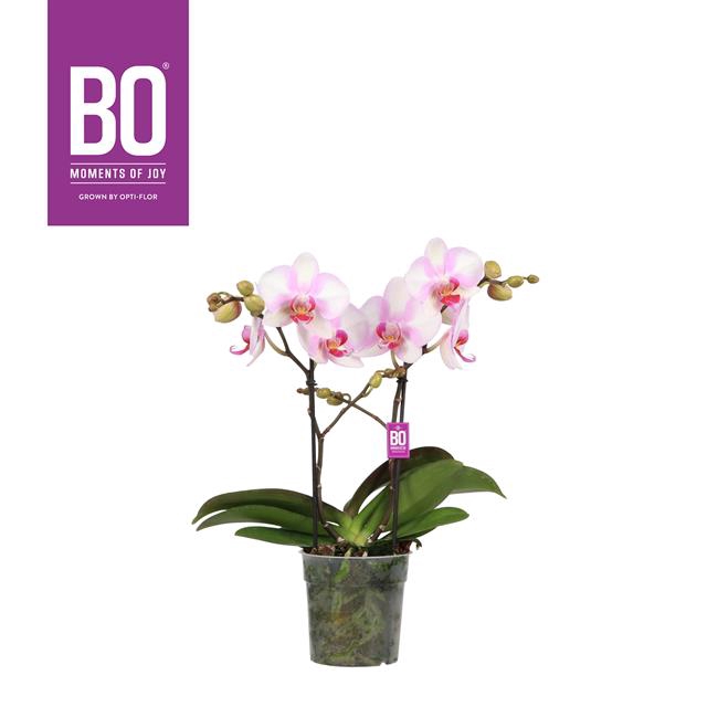 PHAL OPTI BO DIVA ROZE BLUSH 2 SPIKE