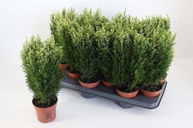 <h4>CHAM L SNOW WHITE P10.5</h4>