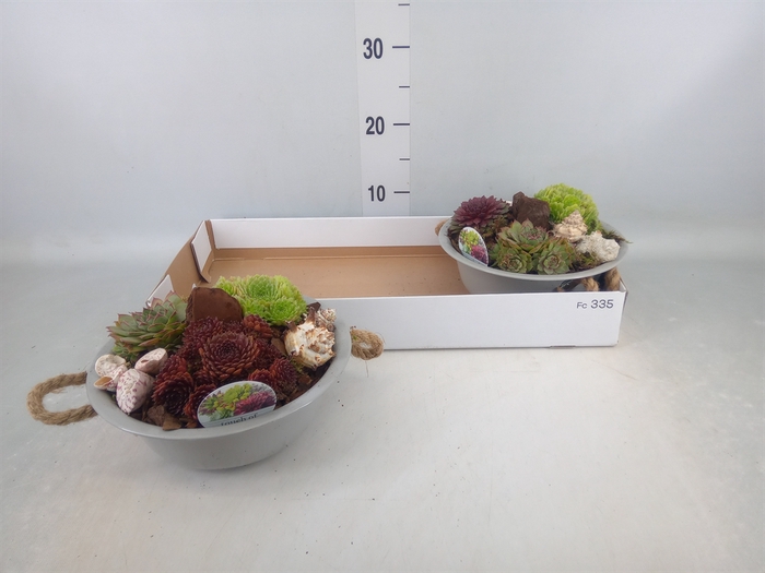 <h4>Arr.  Sempervivum L%</h4>