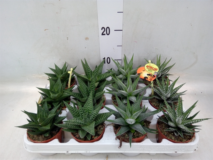 <h4>Haworthia   ...mix</h4>