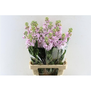 Matth Iron Light Pink