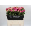 Paeonia Glory Hallelujah