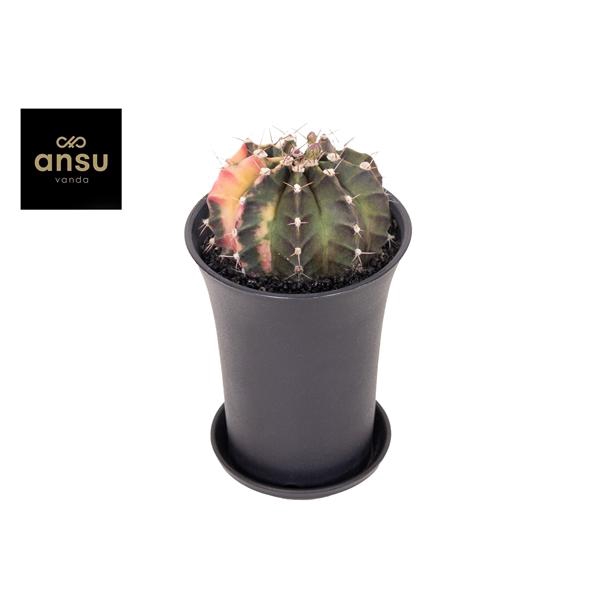 Gymno Cactus 'Variegated' XL