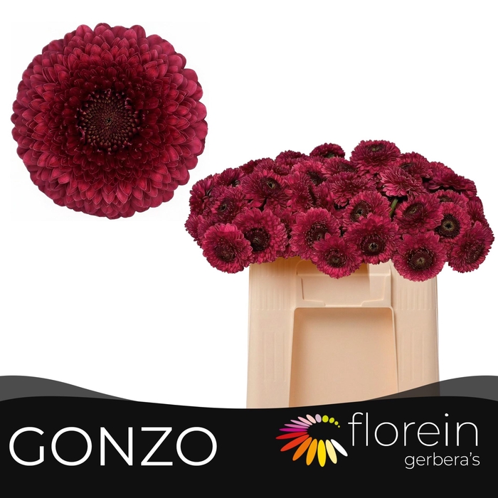 <h4>GE MB POM GONZO</h4>